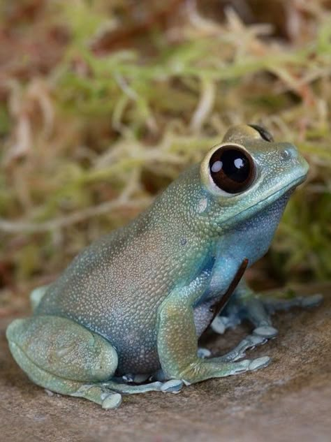 Tree Frog Terrarium, Frogs Preschool, Frog Habitat, Frog Sketch, Frog Terrarium, Frog Tank, Frog Logo, Blue Frog, Amazing Frog