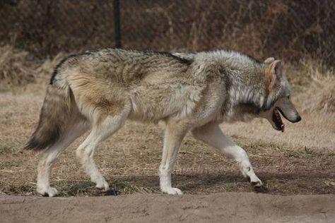 wolf - WetCanvas | Reference Image Library Wolf Side View, Wolf Walking, Wolf Poses, Aesthetic Animals, Animal Anime, Tattoo Animal, Wolf Images, Wolf Photography, Wallpapers Anime