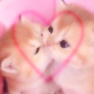 Cute Kittens Aesthetic Pink, Lovecore Cat, Pfp Kawaii Pink, Softie Aesthetic Pfp, Kawaii Kittens, Kawaii Lovecore, Cute Lovecore, Lovecore Pfp Pink, Lovecore Pfp Anime