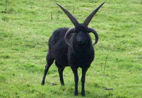 Melanistic Animals, Greek Funny, Jacob Sheep, Black Goat, Funny Status, Manx, Black Animals, The Grass, Funny Animal Pictures