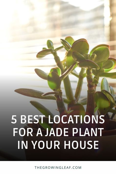 Discover the perfect spots to showcase your beautiful jade plant! 🌿 Whether you're a Feng Shui enthusiast or just want your plant to thrive, these 5 best locations in your house will make your jade plant flourish. From south-facing windows to strategic entryway placement, find out how to maximize sunlight and positive energy for your jade plant. 🏡🪴 #JadePlantCare #IndoorGardening #FengShuiPlants #HouseplantLove Jade Plants Indoor, How To Care For Jade Plant Indoors, Variegated Jade Plant, Jade Plant Care Indoor, Orchid House Ideas, Jade Plant Decor Ideas, Jade Plant Feng Shui, Jade Plant Garden, Jade Plant Indoor