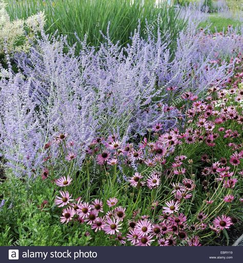 Perovskia 'Blue Spire'- AGM twice 1.5 m height Perovskia Atriplicifolia, Perovskia Blue Spire, Hampton Court Palace Gardens, Bee Friendly Plants, Lawn Alternatives, Planting Design, Lavender Garden, Border Plants, Mediterranean Garden