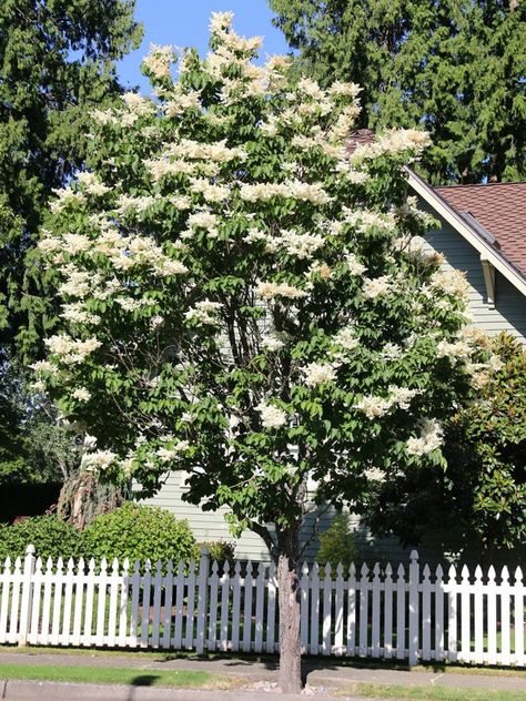 Frothy white flower plumes of late spring take center stage at a time when few other trees are in bloom. Hardy and adaptable, this sturdy, small-stature shade tree demands a curtain call in autumn when its rich, golden-bronze leaves stage a command performance. Once the leaves have fallen, the shiny brown bark of the trunk […] Japanese Tree, Lilac Tree, Curtain Call, Shade Trees, Ivory Silk, Flower Branch, Tree Lighting, Flowering Trees, Job Opening