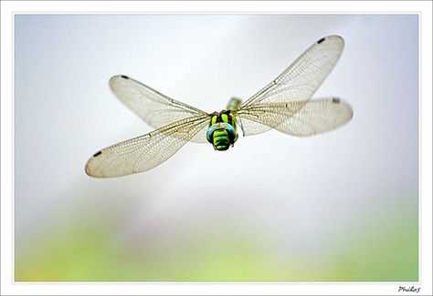 Dragonfly caught in midair Dragonfly In Flight, Dragon Fly Craft, Dragonfly Photos, Dragon Flys, Gossamer Wings, Dragonfly Wall Art, Damselflies, Dragonfly Insect, Dragonfly Bracelet