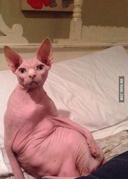 "Can you send me a nude?" Me: Fat Hairless Cat, Cute Hairless Cat, Kitten Drawing, Ugly Cat, Hairless Cat, Sphynx Cat, Fat Cats, Sphynx, Funny Animal Pictures