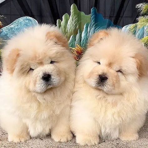 14 Interesting and Fun Facts About Chow Chow You Might Not Know - PetPress Chow Chow Dog Puppy, Chow Dog Breed, Funny Dog Tshirts, Chow Puppies, Popular Dog Names, Dog Breed Names, Chow Chow Puppy, Chow Chow Dogs, Lovers Photos