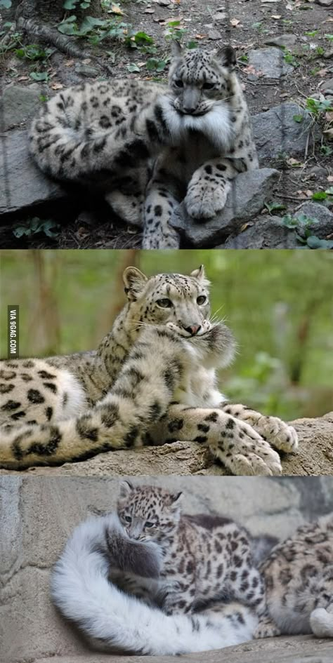 Us In Another Universe Animals, Pretty Animals, Cheetahs, Silly Animals, Cute Wild Animals, Cute Animal Photos, Snow Leopard, Animal Jokes, Funny Cute Cats