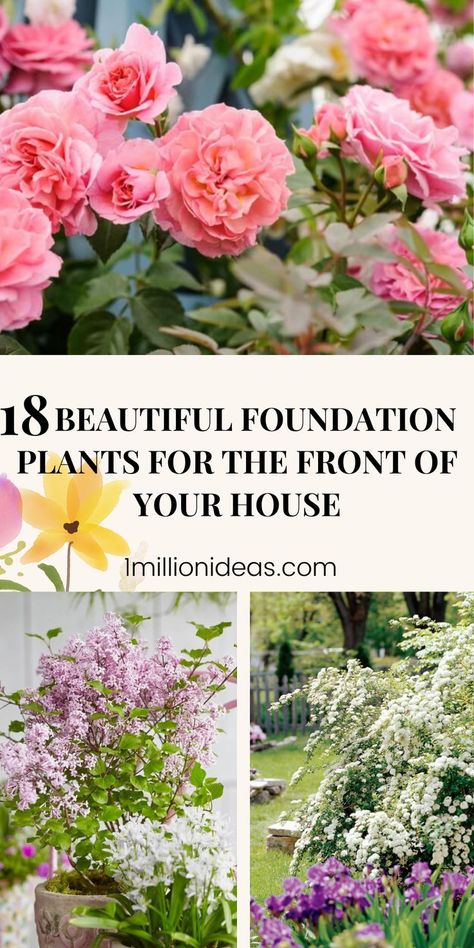 If you are planning to create a warm and welcoming impression, the foundation plants today will add visual interest to your home. From evergreen bushes to flowering perennials, there are many options you can choose from. Just growing some like featuring some, they will start as a way to hide the unsightly cement or blocks around the base of your home. Plants Near House Foundation, Landscaping To Hide Foundation, Tennessee Landscaping Front Yard, Foundation Planting Zone 5, Foundation Flower Beds, Large Flowering Bushes, Full Sun Foundation Planting, Azalea Bushes Front Yards, Foundation Planting Plans