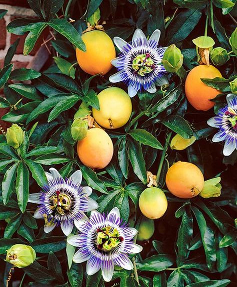 Fruit Garden, Passion Flower Plant, Passion Fruit Plant, Passion Fruit Flower, Flowers Growing, Garden Vines, Fruit Flowers, Fruit Seeds, Fruit Plants