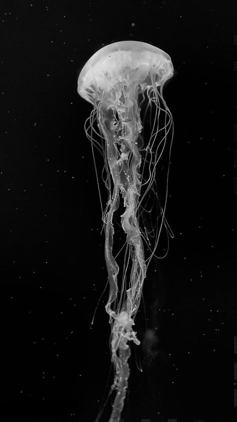 White Jellyfish Tattoo, Jellyfish Black Background, Jellyfish Aesthetic Wallpaper, Jellyfish Black And White, Black And White Jellyfish, Jellyfish White, Black Jellyfish, Sea Nettle Jellyfish, Nettle Jellyfish