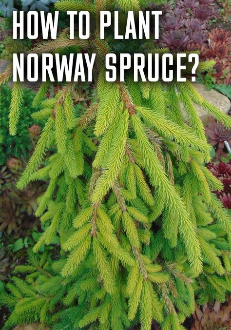 Weeping Norway Spruce Landscape, Norway Spruce Tree Landscaping, Pnw Landscaping, Weeping White Spruce, Weeping Norway Spruce, Norway Spruce Tree, Pruning Fruit Trees, Black Walnut Tree, White Spruce