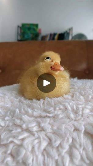 64K views · 15K reactions | Online Duck Test💥
.
.
.
#mochitheduck #duck #ducks #duckling #ducklings #ducksofinstagram #petstagram #birds #pet #pets #animals #petlovers #petlife #exoticpets #cuteanimals #petduck #petducks #ducksinspace | Tonia + Mochi & Yoshi 🐥🐥 | Terrence Parker · Somethin' Here (Original Mix) Birds Pet, Pet Ducks, Cute Ducklings, Pet Life, Cute Animal Pictures, Exotic Pets, Mochi, Ducks, Animal Pictures