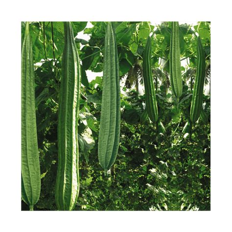 Sponge Gourd, Ridge Gourd, High Fiber Vegetables, Indian Curries, Healthy Vegetable, Home Garden Plants, Seed Germination, Grow Bags, Letterhead Design