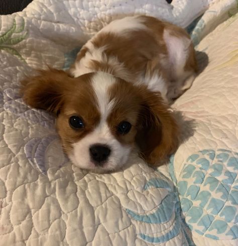 King Spaniel Charles Cavalier Puppy, Dogs King Charles Spaniel, Puppies King Charles Cavalier Spaniel, King Cavalier Puppy, King Charles Puppies, Kings Cavalier Spaniel, Charles King Spaniel, Charles Spaniel Cavalier King, Puppy Cavalier King Charles Spaniel