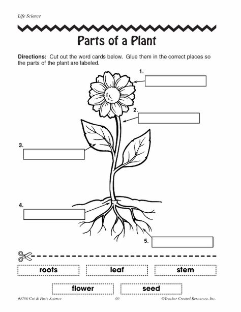 parts of plants worksheets | Click here: parts_of_a_plant.pdf to download the document. Parts Of A Plant Worksheet 2nd Grade, Plant Worksheet, Part Of Plant, Plant Diagram, Free Science Worksheets, Plant Lessons, Plants Worksheets, Plant Parts, Planting For Kids