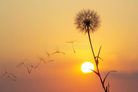 Dandelion Seeds, Hypebeast Wallpaper, Portfolio Website Design, Dandelion Seed, Sky Nature, Moon Light, Sunset Sky, Graphic Design Portfolio, Beautiful Nature Scenes