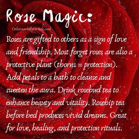 Rose Incense Meaning, Meaning Of Roses, Green Witchery, Medicinal Herbs Remedies, Magical Oils, Herbs For Protection, Spirit Guide Messages, Rose Magic, Rose Color Meanings