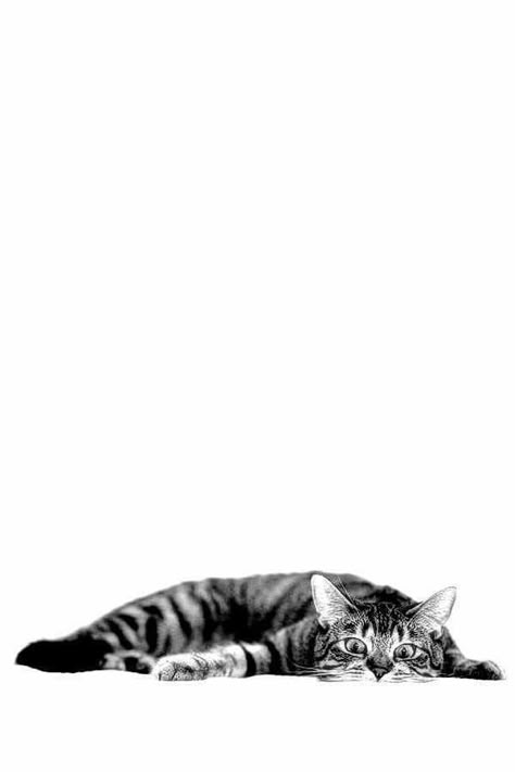 Dogs Paw, Regnul Animal, Söt Katt, Cats Iphone, Appaloosa, Quarter Horse, Cat Wallpaper, White Photo, Cats Meow