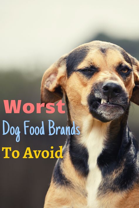 Best Puppy Food For Large Breeds, Best Dry Dog Food Brands, Best Dog Food For Small Breeds, Dog Food Additives, Dog Food Add Ins, Farmers Dog Food, Balanced Dog Food, Iams Dog Food, Orijen Dog Food