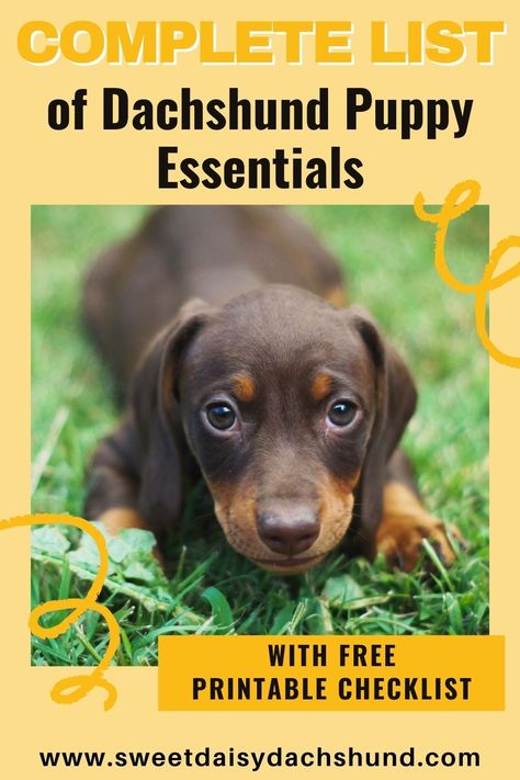 Are you thinking about getting a dachshund puppy, but don’t know what supplies you will need so you are fully prepared for his/her arrival? Are you constantly asking yourself…what should I buy before my dachshund puppy arrives? We'll provide you with a complete list of puppy essentials you will need to get ready for the big day. Plus, we'll show you some of the products we have tried and love! With a free downloadable checklist. #dachshund #miniaturedachshund #dachshund puppies #dogtraining What Should I Buy, Puppy Essentials, Dachshund Breed, Doxie Puppies, Hooded Dog Bed, Miniature Dachshunds, Dog Ramp, Sausage Dogs, Puppy Training Tips