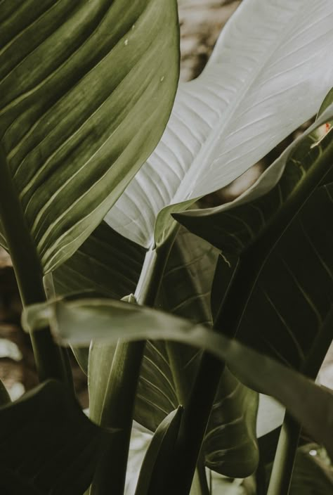 Green Leaves, Van, Green, White