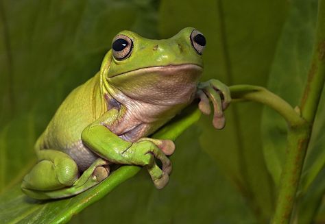 Green Tree Frog - Green Tree frog on a leaf Amazing Frog, Tattoo Nature, Green Tree Frog, Frog Statues, Frog Illustration, Frog Tattoos, Frog Decor, Nature Wallpapers, Tree Frog