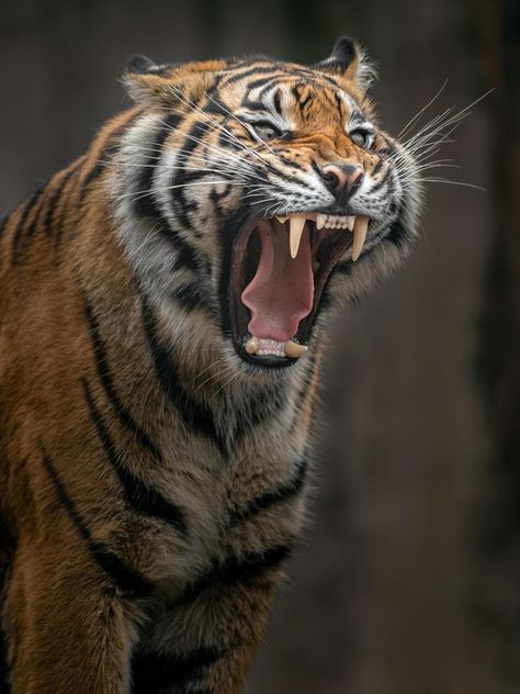 Portrait of Sumatran tiger Sumatran Tiger, Tiger Pictures, Animals Amazing, Tiger Art, Big Cats, Art Studios, Royalty Free Stock Photos, Kittens, For Free