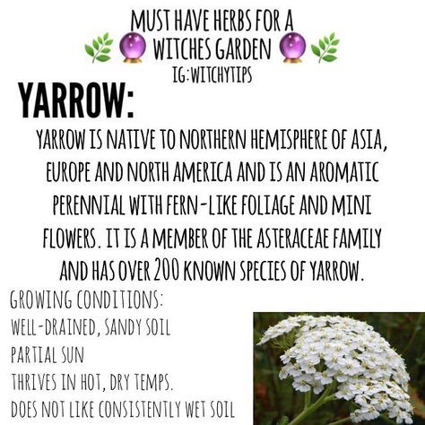 Yarrow Benefits, Yarrow Flower, Magickal Herbs, Witch Herbs, Achillea Millefolium, Witch Garden, Eclectic Witch, Witch Diy, Wiccan Spell Book