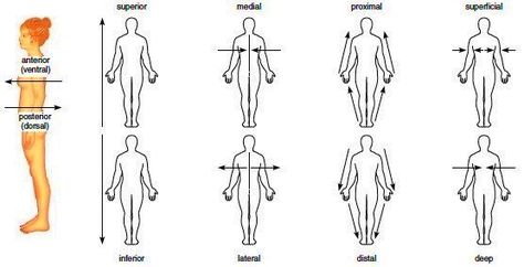 Directional terms | Anatomy and Physiology | Pinterest Medical Terminology Games, Body Systems Worksheets, Hip Anatomy, Medical Terminology Study, Medical Assistant Student, Medical Mnemonics, Basic Anatomy And Physiology, Posture Exercises, Medical Facts