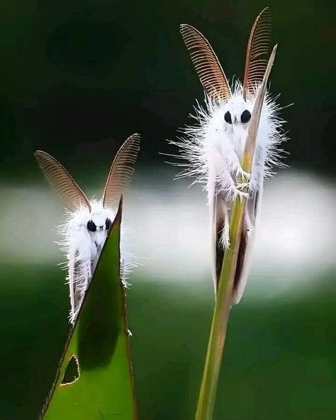 Weird Group - Funny, Strange & Bizarre | Venezuelan moth poodle 🦋 | Facebook Venezuelan Poodle Moth, Poodle Moth, Weird Insects, Cute Moth, Insect Collection, Cool Bugs, Dangerous Animals, Beautiful Sea Creatures, Round Eyes