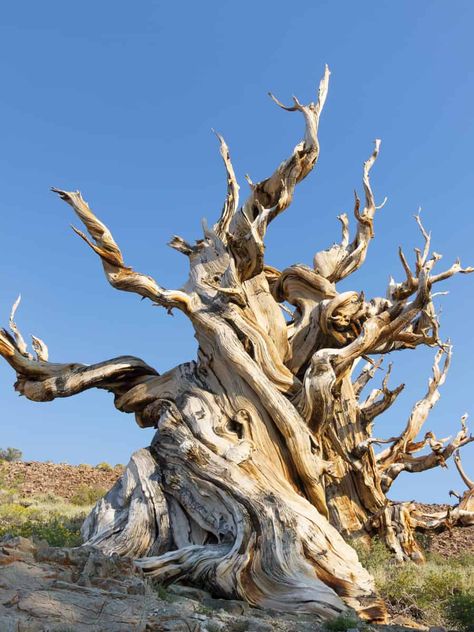 Great Basin National Park: Ancient Bristlecone Pine Forest in California Florida National Parks, Bristlecone Pine, Great Basin National Park, Great Basin, Cave Tours, Hiking National Parks, Sea To Shining Sea, National Park Road Trip, Alpine Lake