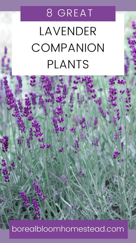 Salvia And Lavender Garden, Lavender And Salvia Garden, Salvia And Lavender, Lavender Planting Combinations, Companion Plants For Russian Sage, Lavender And Hosta Garden, Lambs Ear Companion Plants, Lilac Companion Plants, Lavendar Planting Landscaping Ideas