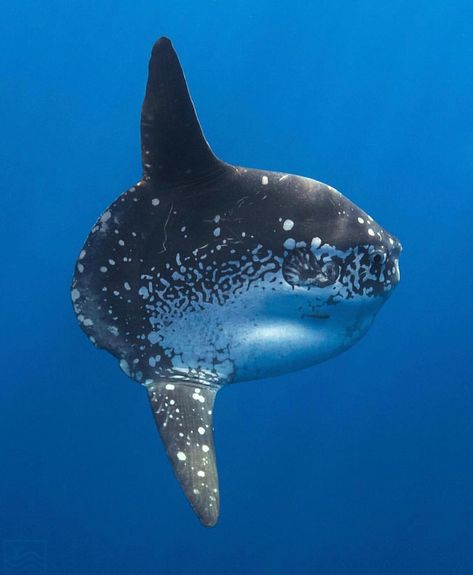 One Ocean Research on Instagram: “It may look like a giant floating head, but the Ocean Sunfish or ‘Mola Mola’ is the worlds heaviest bony fish. The sunfish can weigh up to…” Ocean Sunfish, Unknown Animals, Mola Mola, Floating Head, Salt Water Fish, Cool Fish, Life Aquatic, Beautiful Sea Creatures, Marine Fish