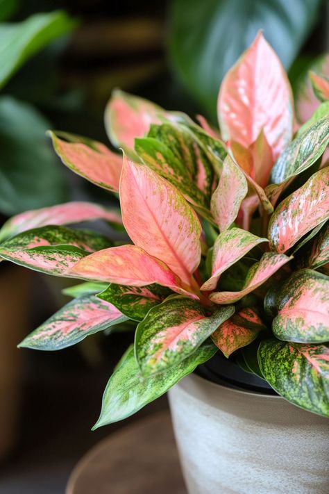 Chinese Evergreen (Aglaonema) is a stunning and easy-care addition to any indoor space! 🌿🏡 With its beautifully variegated leaves and robust nature, this plant is a delightful blend of elegance and resilience. Quick to adapt to various light conditions and bursting with air-purifying benefits, Chinese Evergreen is perfect for brightening up your home. 🌱✨ #ChineseEvergreen #Aglaonema #IndoorPlants #EasyCare #AirPurifying #GreenHome #PlantLover Aglaonema Chocolate, Aglaonema Pink, Chinese Evergreen Plant, Plant Vegetables, Plant Goals, Chinese Evergreen, Custom Wall Murals, Air Purifying, Pinky Promise