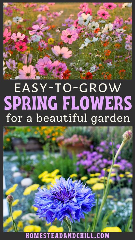 light pink, dark pink and white cosmos flowers in a field with the sun shining in the background, along with bright blue bachelor buttons, sunflowers, and zinnias - some of the best flowers for a spring garden