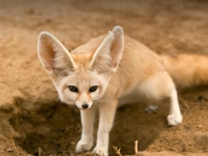 Fennec fox standing over hole in dirt Fennec Fox, Fox, Google Search, Pet, The World, Animals