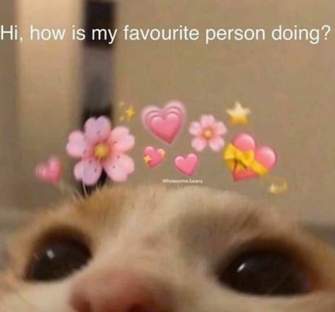 Your Month Your, Wholesome Pictures, Response Memes, My Favorite Person, Silly Cats Pictures, Cute Messages, Mood Humor, Relationship Memes, Cute Memes