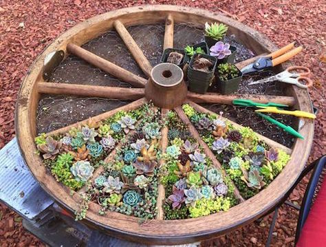 Love This! -- A Wagon Wheel Succulent Garden. Beautiful idea! Wagon Wheel Garden, Diy Flores, Diy Flower Pots, Succulent Gardening, Have Inspiration, Cactus Y Suculentas, Garden Bed, Garden Crafts, Succulents Garden