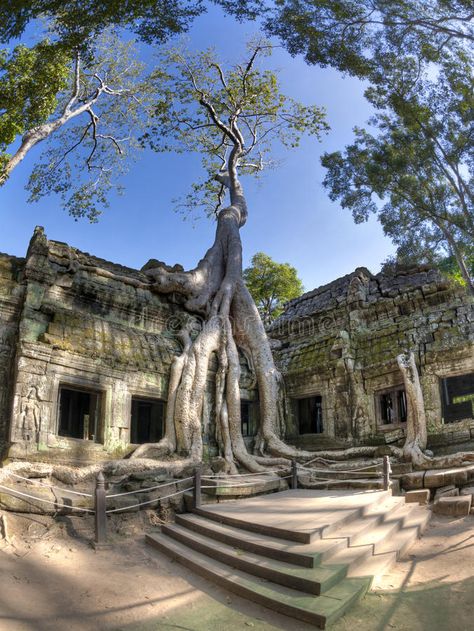 Ta Prohm. Jungle overtakes the ancient temple Ta Prohm near Siem Reap, Cambodia , #AFFILIATE, #Jungle, #overtakes, #Ta, #Prohm, #ancient #ad Jungle Temple, Ta Prohm, Online Gold Jewellery, Ancient Temples, Photographic Art, Fine Art America, Cambodia, Color Show, Stock Vector