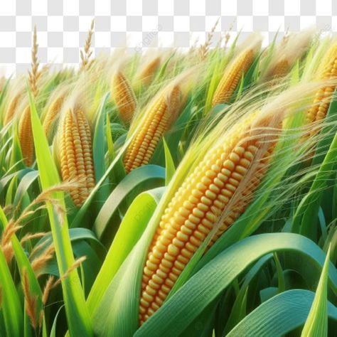 a 3d rendering image of corn on green grasses field corn corn on green grasses 3d rendering image Product Background Design, Field Corn, Corn Fields, Corn Field, Grass Field, Transparent Image, 3d Render, Green Grass, Grasses