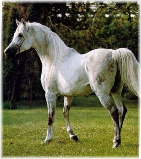 Shagya Arabian. Shagya Arabian, Arab Horse, Elegant Horse, Arabian Stallions, Beautiful Arabian Horses, Arabian Beauty, Grey Horse, Most Beautiful Animals, Horse World