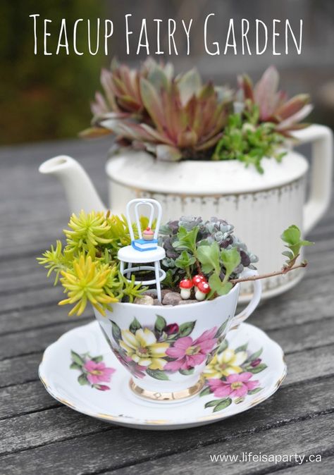 Teacup Fairy Garden, Indoor Fairy Gardens, Fairy Garden Ideas, Teacup Gardens, Fairy Garden Plants, Fairy Garden Designs, Garden Ideas Cheap, Mini Fairy Garden, Tea Diy