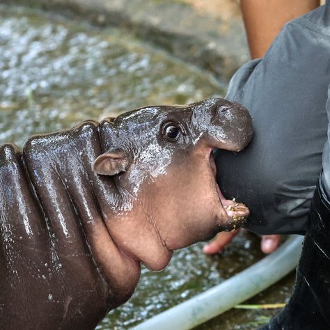 Pygmy Hippopotamus, Sweet Pork, Celebrity Baby, Wildlife Animals, Hippopotamus, Weird Animals, West Africa, Cute Little Animals, New Puppy