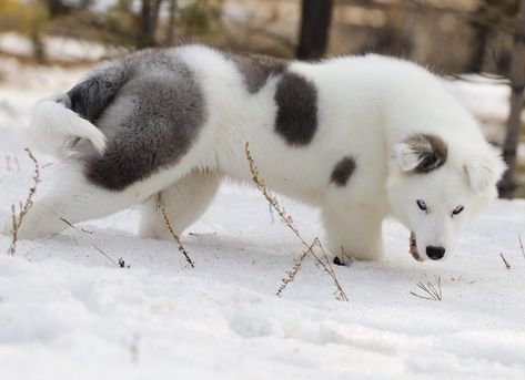 Yakutian Laika Kharyskhal Lena, 4 months 😍 From @kharys_khal @downloader_ #arispedigree #yakutianlaika Yakutian Laika, Service Dogs Breeds, Red Husky, Black Puppy, Spotted Dog, My Husky, Animal References, Very Cute Dogs, Pretty Animals