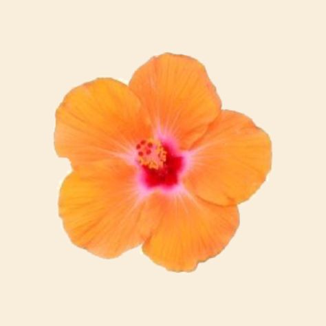 Women Support Women, To Do App, Orange Hibiscus, Flower App, Orange Icons:), Coconut Dream, Bijoux Art Nouveau, Tropical Girl, Cute Summer Wallpapers