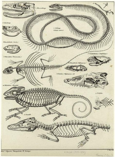 One of hundreds of thousands of free digital items from The New York Public Library. Scientific Drawing, Animal Skeletons, Animal Anatomy, Animal Bones, Scientific Illustration, Prehistoric Animals, Anatomy Drawing, Vintage Poster Art, Animal Posters