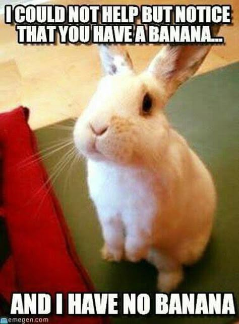 Rabbit begging for a banana. Bunny Meme, Pet Bunny Rabbits, Funny Rabbit, Cute Bunny Pictures, Pet Bunny, Bunny Pictures, Monkeys Funny, Funny Animal Jokes