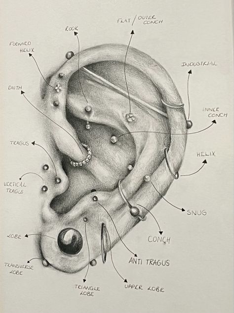 Ear Piercing Anatomy Chart, Piercings Ear Chart Names, All Body Piercings, Ear Piercing Anatomy, Types Of Piercings Ears, Facial Piercings Chart, Ear Piercing Drawing, Piercing Ear Chart, Body Piercing Chart