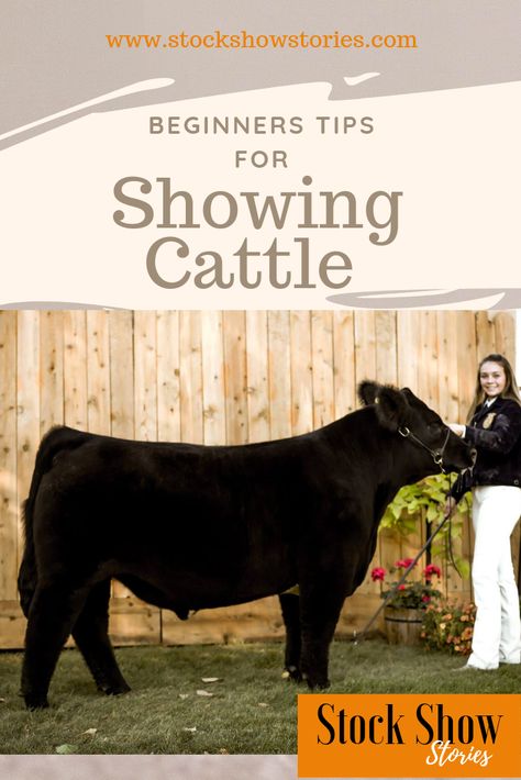 Get expert tips to guide you as you start showing cattle.  Showing Cattle | FFA Beef | 4-H Beef program | Getting Started Showing Cattle 4h Beef Show Steers, Steer Names Show, Showing Beef Cattle, Show Steer Tips, Show Barn Ideas Cattle, Show Cattle Barn Layout, Cattle Show Outfits, Beef Showmanship, Steer Showing