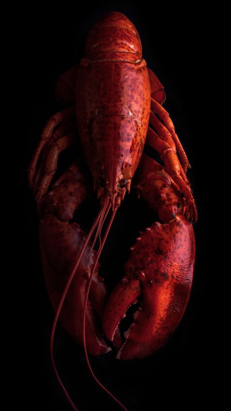 Red Lobster Aesthetic, Lobster Photography, Lobster Aesthetic, Red Lobster, Photoshoot Idea, Original Characters, Mardi Gras, Grinch, Photography Inspiration